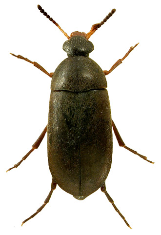 Anaspis brunnipes